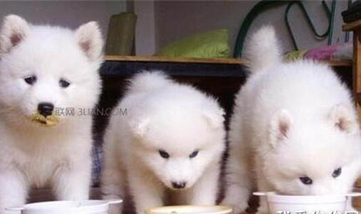 狗狗能吃桔子和橙子嗎?