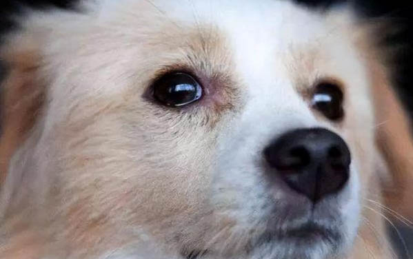 狗狗感冒出現(xiàn)伸舌頭呼吸急促是什么情況