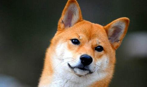 柴犬價格多少