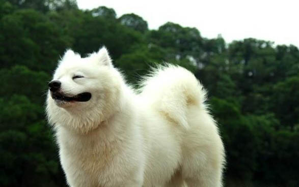 薩摩犬的性格怎么樣