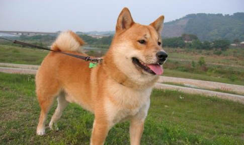柴犬為什么臭