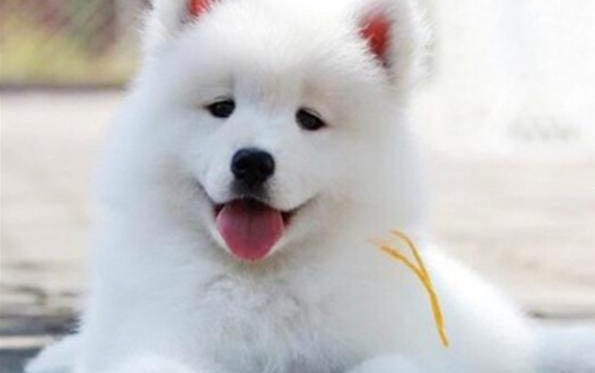 薩摩耶犬衰老會有哪些表現？