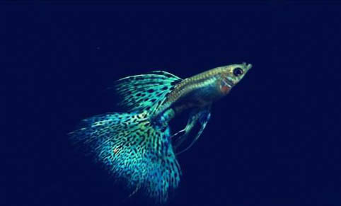 孔雀魚身體變黑的原因及處理方法