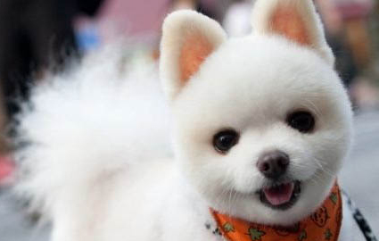 博美犬哪個品種最好看