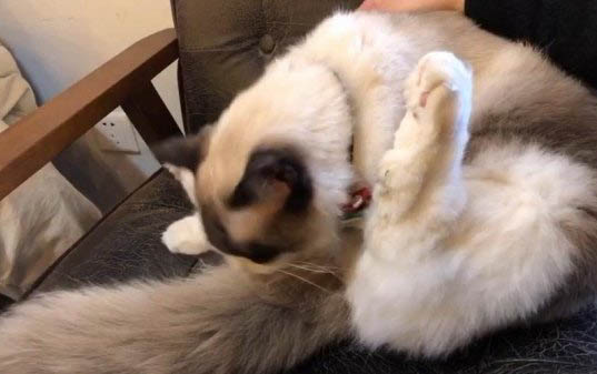小貓出生多久會睜開眼睛