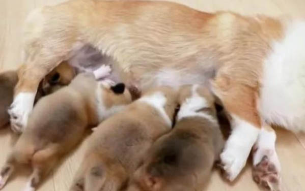 狗狗切除子宮能存活多久