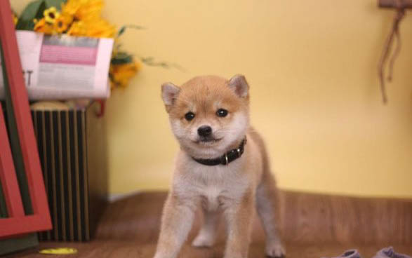 柴犬幼犬可以吃雞蛋黃嗎