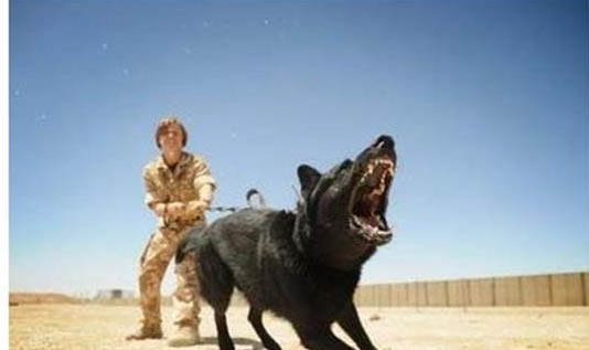 貓狂犬病潛伏期是多長時間?
