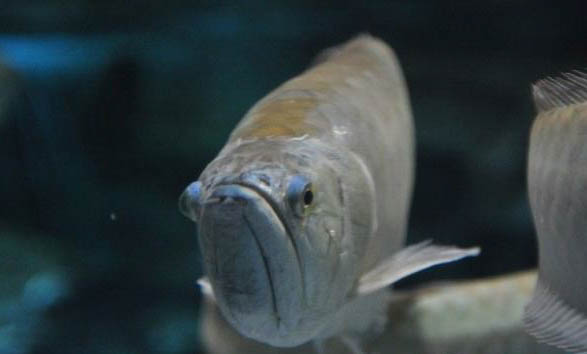 一個月的銀龍魚能長多大?
