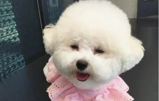 比熊犬智商相當(dāng)于幾歲,比熊智商高低有什么影響