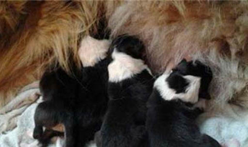 法斗幼犬如何吃狗糧視頻教程