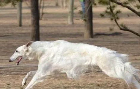 中國哪些地方禁養(yǎng)捷克狼犬