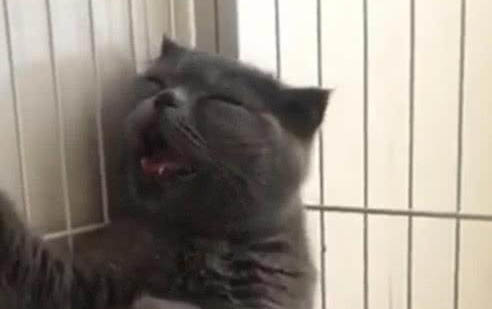 貓咪身體一抽一抽的原因