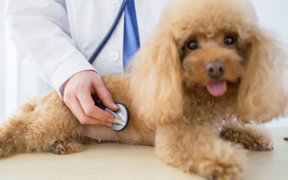 狗狗懷孕要幾個月生小狗
