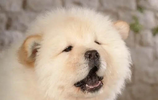 松獅犬為什么不適合家養