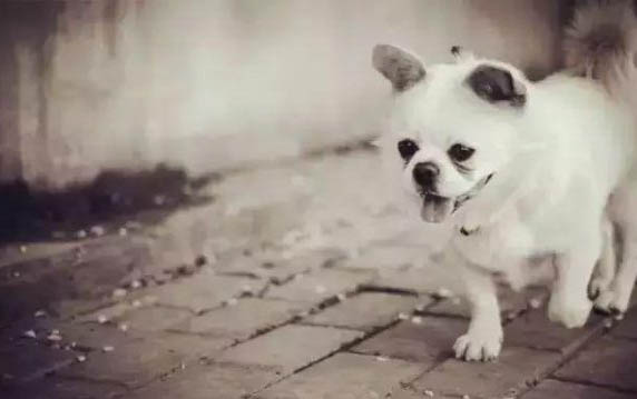 狗狗缺鈣的癥狀都有哪些啊