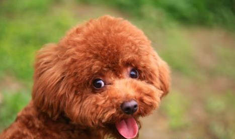 泰迪犬一天拉幾次便便