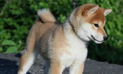 秋田犬鼻子出血的原因及處理方法