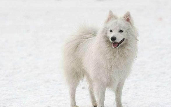 狗狗懷孕有哪些癥狀