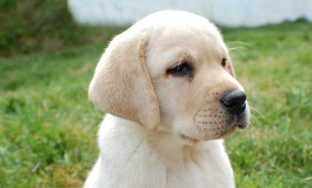 公犬發情期大概持續多久呢?