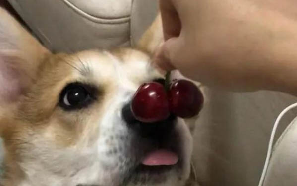 梗型的狗狗品種有哪些