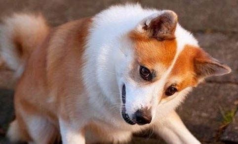 犬瘟會自愈么?