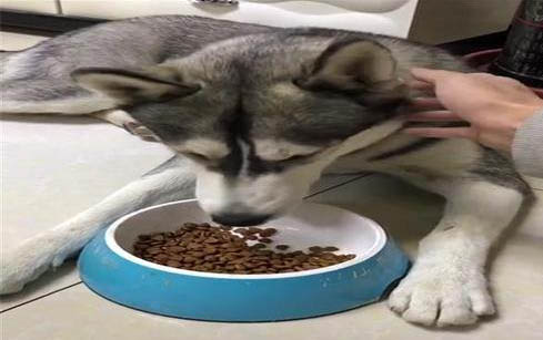 哈士奇幼崽怎么看純不純的