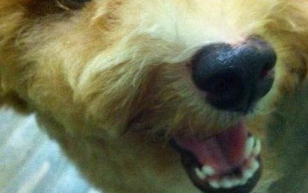 狗狗神經性犬瘟抽搐吃什么藥