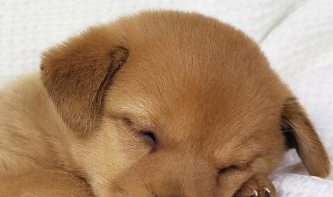 健康的狗會攜帶狂犬病毒嗎為什么呢