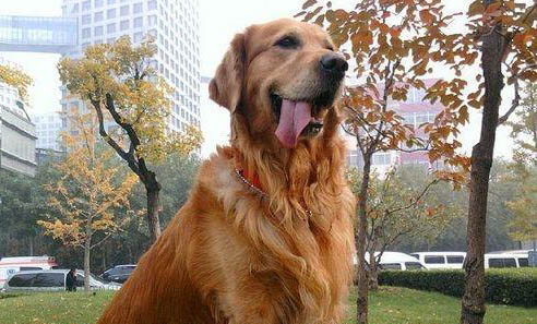 金毛犬有幾種顏色