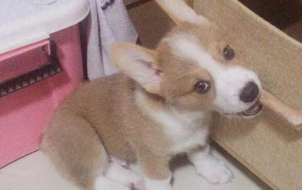 狗愛吃什么