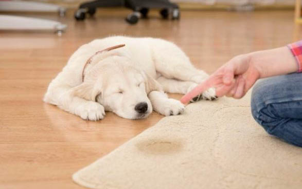 狗狗心臟病猝死癥狀