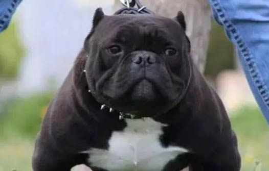 惡霸犬多少錢一只