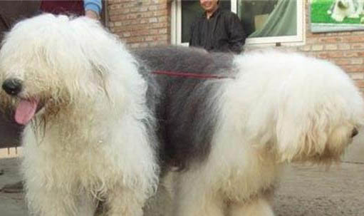 狗狗可以吃什么食物