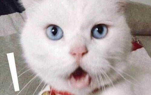 貓咪腹水有哪些癥狀