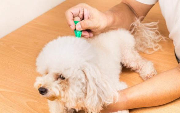 細小死了再養狗注意事