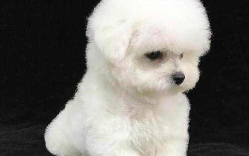 幼犬一摸就張嘴想咬人