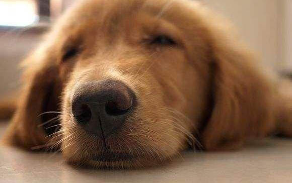 狗狗得了犬瘟是什么癥狀是什么