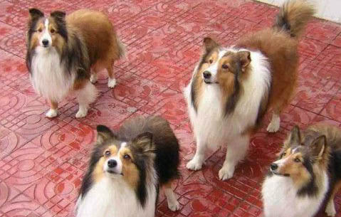 喜樂(lè)蒂牧羊犬突然不愛(ài)吃東西的原因是什么