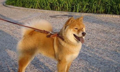 秋田犬和中華田園犬有什么區(qū)別