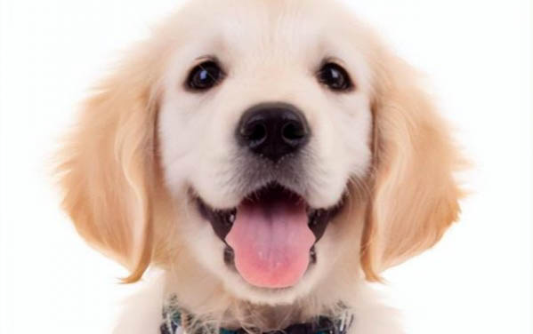 什么狗狗需要補鈣