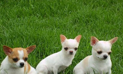 吉娃娃犬的養護新手指南