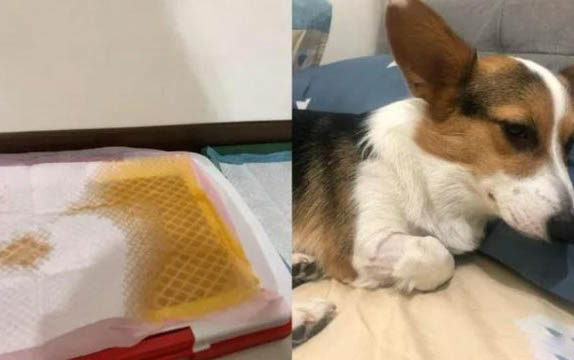 狗狗月經(jīng)多久才停血