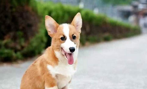 柯基和柴犬哪個(gè)好養(yǎng)?