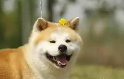 柴犬和秋田犬哪個好養