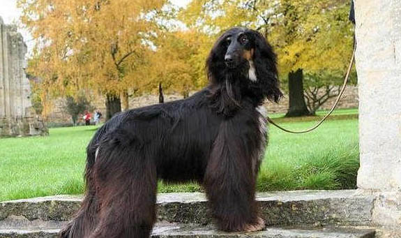 阿富汗獵犬中國禁養
