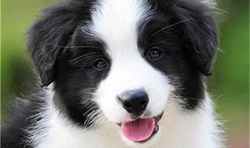 什么東西冰島牧羊犬不能吃