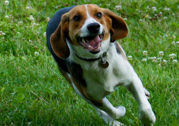 比格犬市場(chǎng)價(jià)多少錢一只