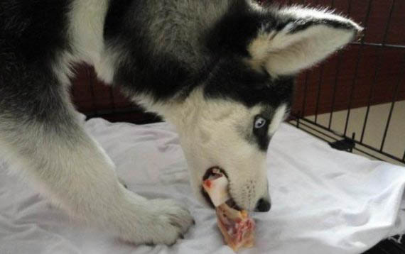 忠心護主的犬類