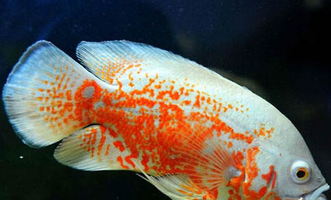 釣魚溫度多少適合釣魚